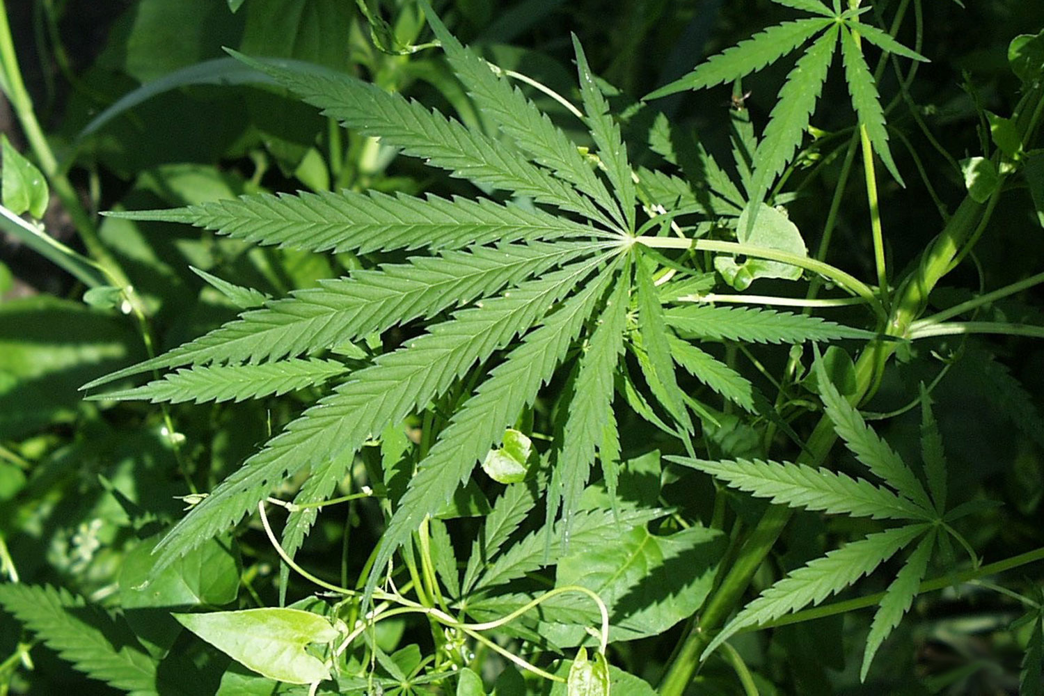 marijuana-O90yK-OHnvFse7Cb0NgfDQ.jpg?auto=format&dpr=1.2&ixjsv=1.0.24&rect=0%2C0%2C0%2C0&w=960