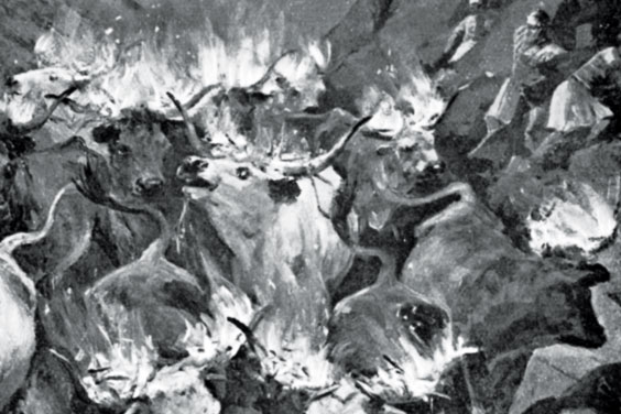 Burning oxes Burning oxes